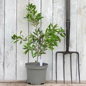 3 Litre Potted Bottlebrush Shrub