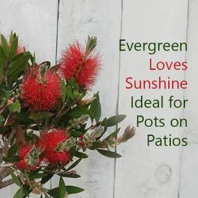Evergreen Tree Perfect for Pots