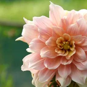 Break Out Dahlias