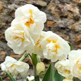 Bridal Crown Daffodil Bulbs (Narcissus Bridal Crown)