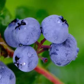 Brigitta Blueberry Plants (Vaccinum corymbosum Brigitta)