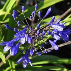 Brilliant Blue Agapanthus Flower