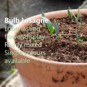 Bulb Lasagne - Long lasting flower displays