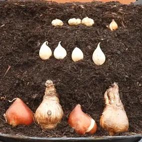 Bulbs Planting Depths