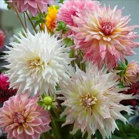 Cafe Dahlia Collection