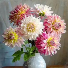 Cafe Dahlia Collection