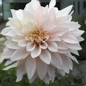 Cafe au Lait Dahlia Flower Head