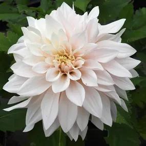 Cafe au Lait Dahlia Flower