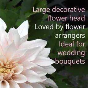 Cafe au Lait Dahlia Ideal for Wedding Bouquets