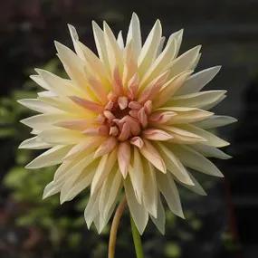 Cafe de Paris Dahlias