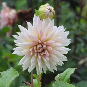 Café de Paris Dahlia Flower