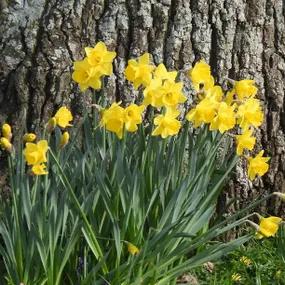 Camelot Daffodils