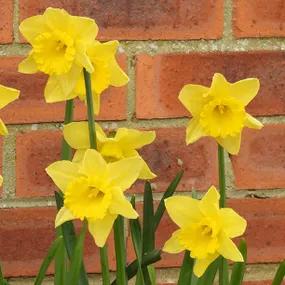 Camelot Daffodil Bulbs