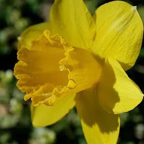 Camelot Daffodil Bulbs (Narcissus 'Camelot')