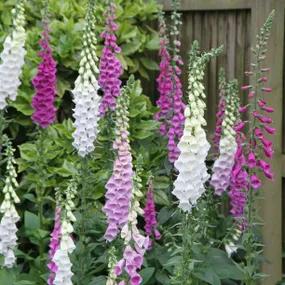 Camelot Hybrid Foxglove Plants for Sale Ashridge