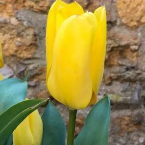 Candela Tulip (Tulipa Candela) Img 1