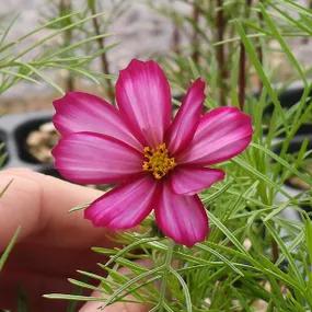 Candy Stripe Cosmos Flower