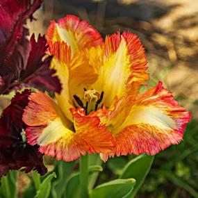 Caribbean Parrot Tulip