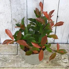 Carre Rouge Photinia Shrub