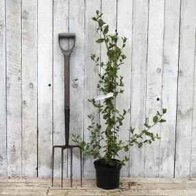3 Litre Potted Autumnal Blue Ceanothus Plants