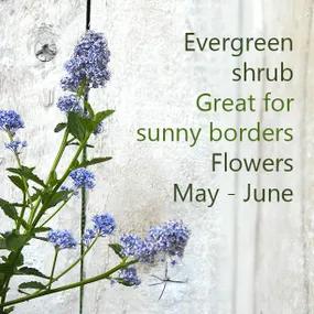 Evergreen plant for sunny borders - ceanothus repens
