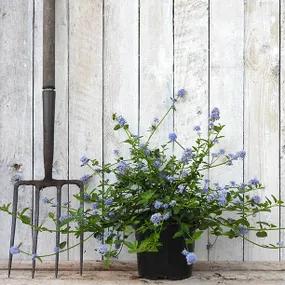 Potted ceanothus repens shrub in flower
