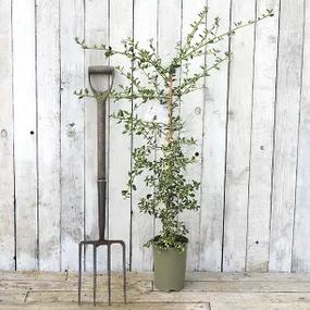 Ceanothus, Silver Surprise