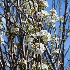 Chanticleer Pear Flower Blossom