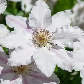 Chantilly Clematis Plants Evipo021