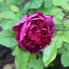 Charles de Mills Gallica Rose