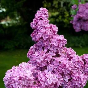 Charles Joly Lilac Plants