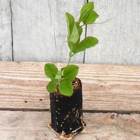 Charlies Angel Sweet Pea Jumbo Plug