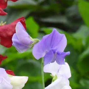 Sweet Pea, Charlies Angel