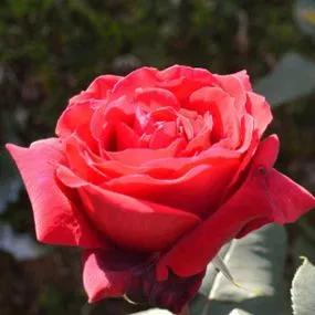 Cherry Girl - Floribunda Rose
