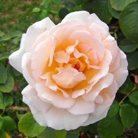 The Churchill Rose - Shrub