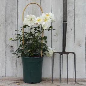 Potted Climbing Roses - City of York 