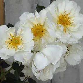 City of York Roses