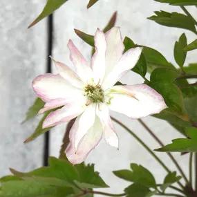 Primrose Star Flower