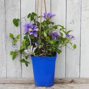 3 Litre Potted Clematis Plant - Olympia