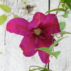 Clematis, Sunset