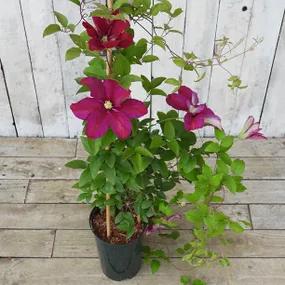 Potted Sunset Clematis Plant