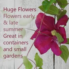 Huge pink plum climbing flowers - Sunset Clematis