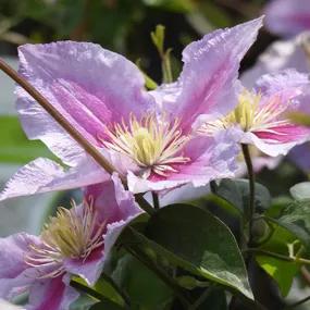 Close up of Piilu Clematis Flower