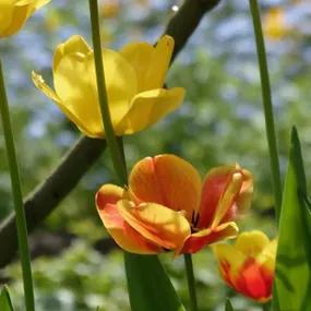 Tulip Mix, Dwarf