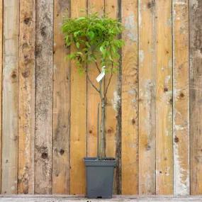 Potted Comice Pear Tree