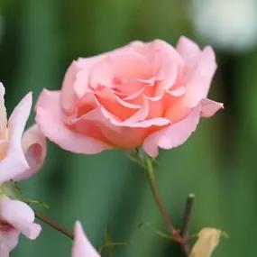 Compassion Climbing Roses 