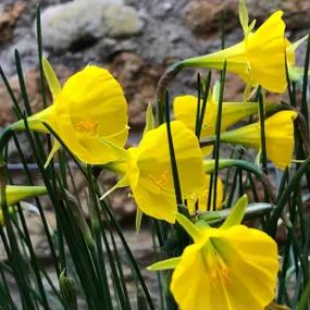 Hoop Petticoat Dwarf Daffodil (Narcissus bulbocodium var. conspicuus)