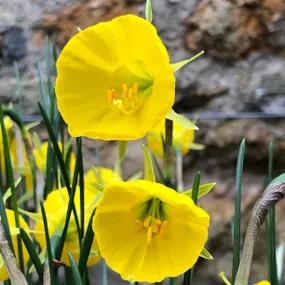 Hoop Petticoat Dwarf Daffodil (Narcissus bulbocodium var. conspicuus)