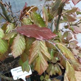 Copper Beech Leaves Start Off Green