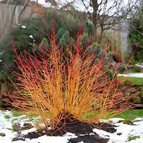 Midwinter Fire Dogwood in snowy garden